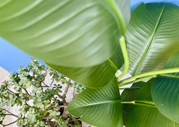 Apartament Oasis De Confort Urbano *